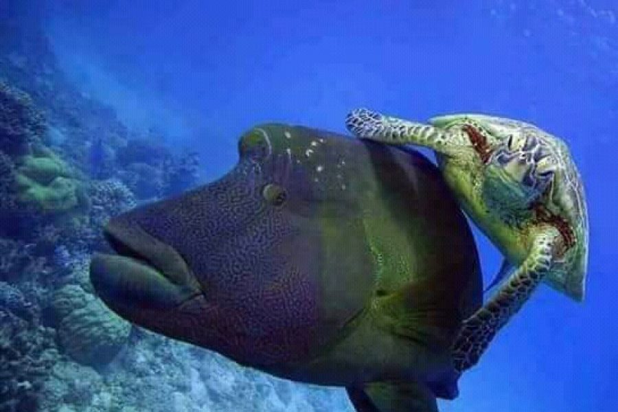 Egyptian Maldives